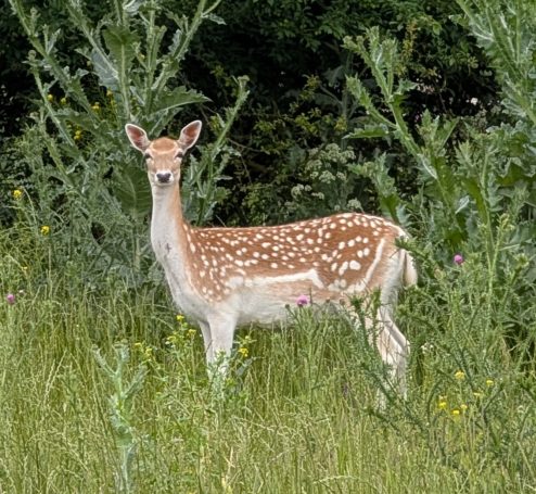 Einzelnes junges Damwild Reh 