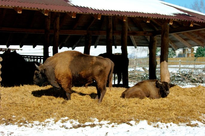 Bison Unterstand