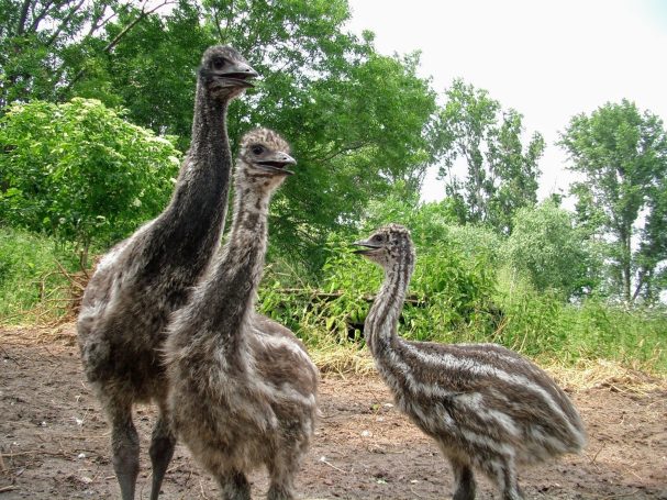 Drei Emu Küken auf der Weide