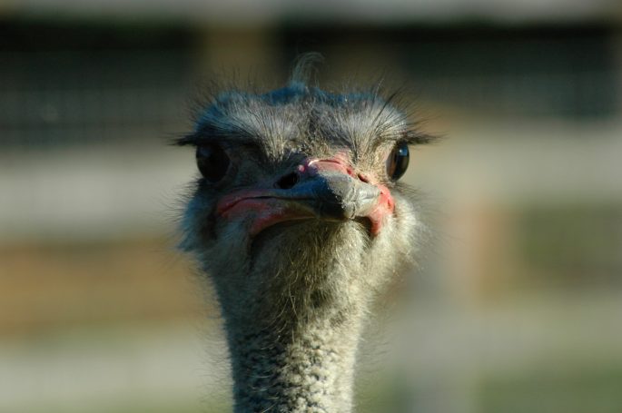 Vogelstrauß Kopf